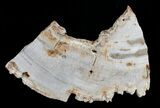 Petrified Palmwood Slice Indonesia (x inches) #3734-1